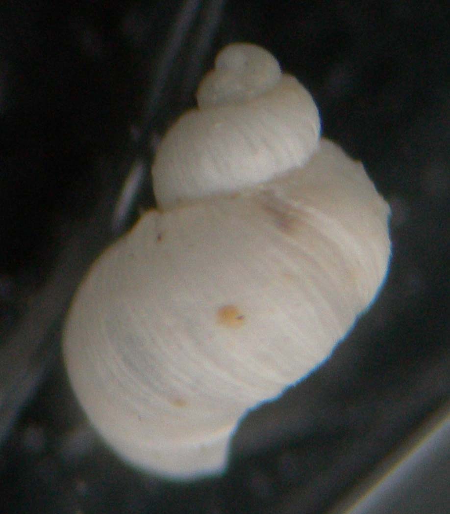megalomphalus disciformis?